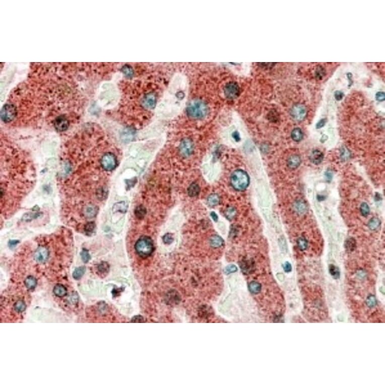 Immunohistochemistry - Anti-HRASLS2 Antibody (A82467) - Antibodies.com