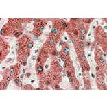 Immunohistochemistry - Anti-HRASLS2 Antibody (A82467) - Antibodies.com