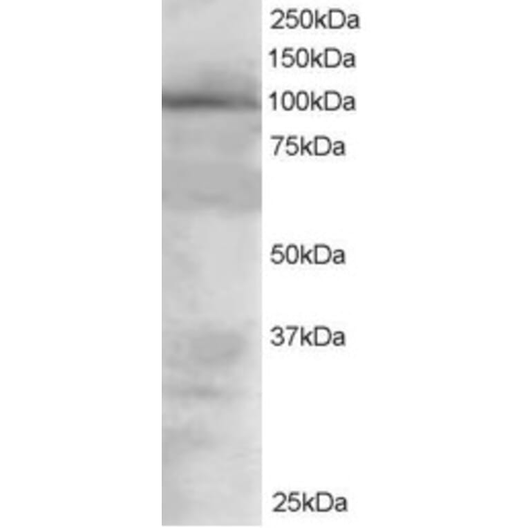 Western Blot - Anti-VAV2 Antibody (A82468) - Antibodies.com