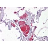 Immunohistochemistry - Anti-VAV2 Antibody (A82468) - Antibodies.com