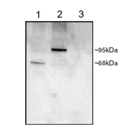 Western Blot - Anti-PDE4D Antibody (A82469) - Antibodies.com