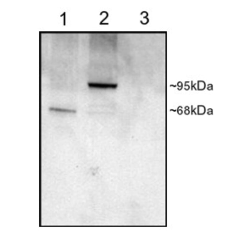 Western Blot - Anti-PDE4D Antibody (A82469) - Antibodies.com