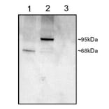 Western Blot - Anti-PDE4D Antibody (A82469) - Antibodies.com