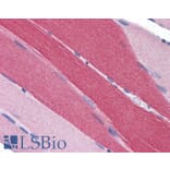 Immunohistochemistry - Anti-PDE4D Antibody (A82469) - Antibodies.com