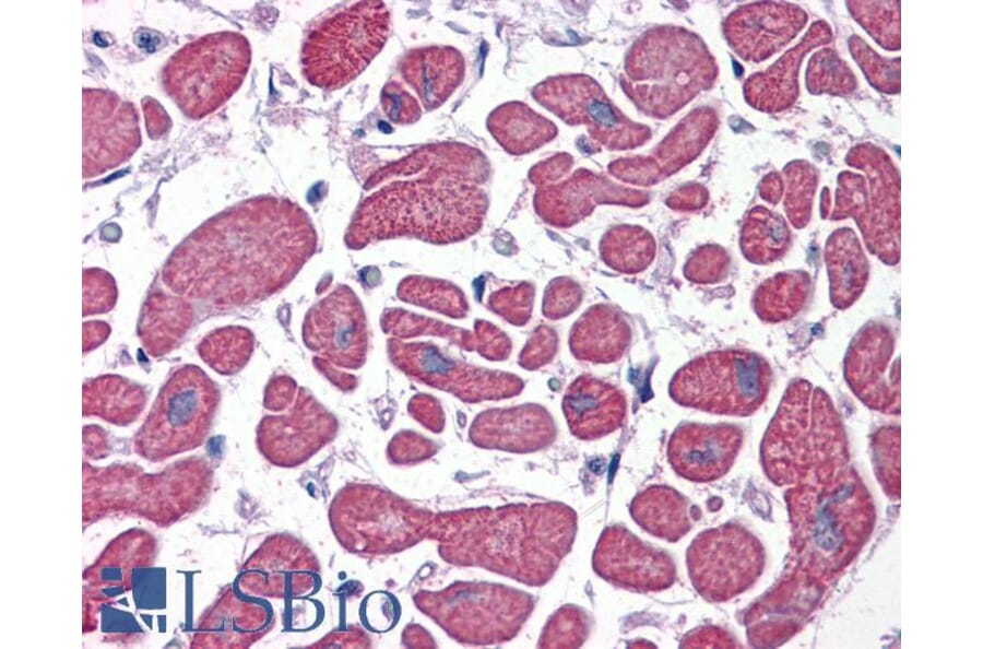 Immunohistochemistry - Anti-PDE4D Antibody (A82469) - Antibodies.com