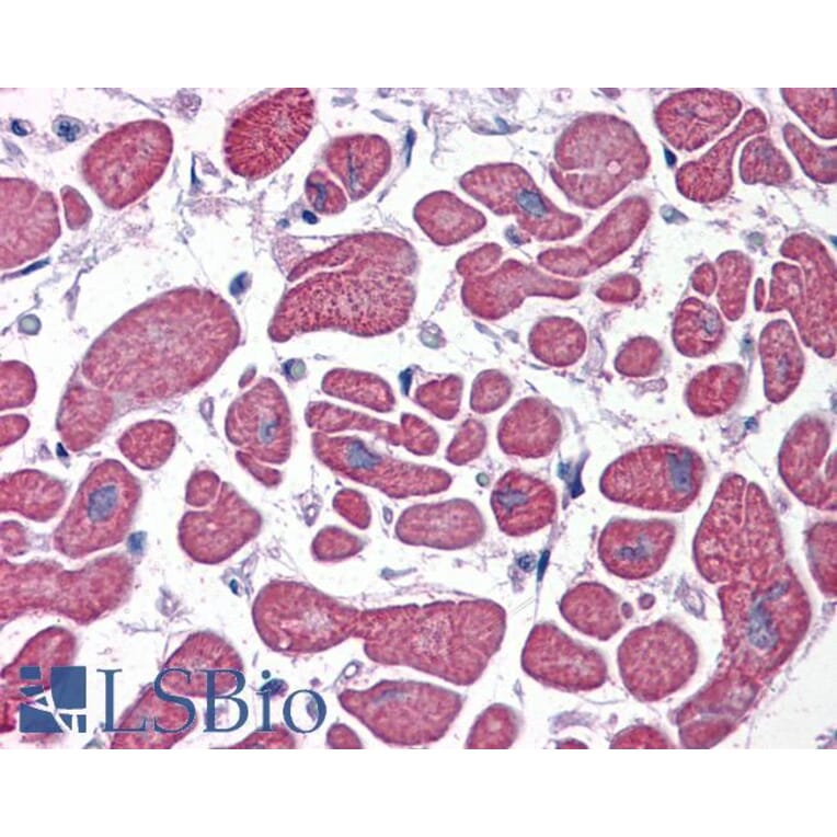 Immunohistochemistry - Anti-PDE4D Antibody (A82469) - Antibodies.com