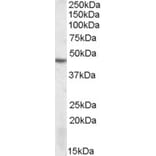 Western Blot - Anti-DRAK2 Antibody (A82470) - Antibodies.com