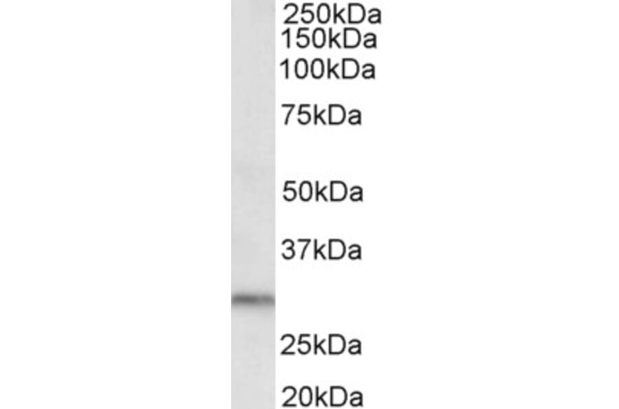 Western Blot - Anti-DAPP1 Antibody (A82472) - Antibodies.com