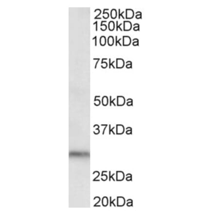 Western Blot - Anti-DAPP1 Antibody (A82472) - Antibodies.com