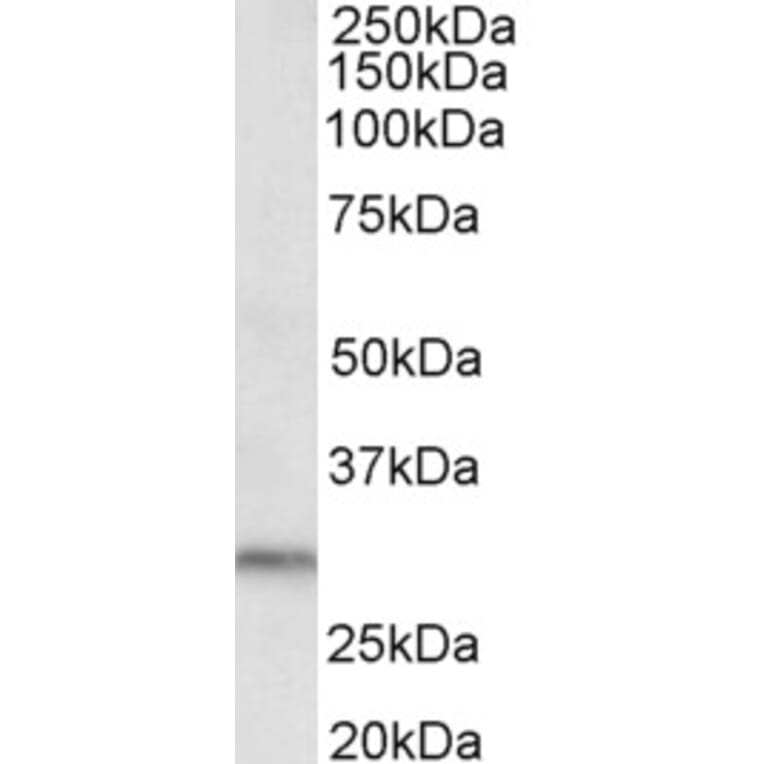 Western Blot - Anti-DAPP1 Antibody (A82472) - Antibodies.com