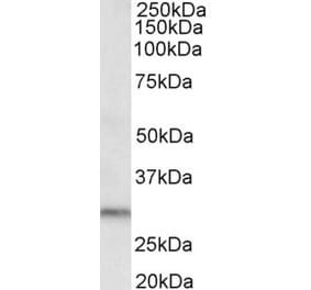 Western Blot - Anti-DAPP1 Antibody (A82472) - Antibodies.com