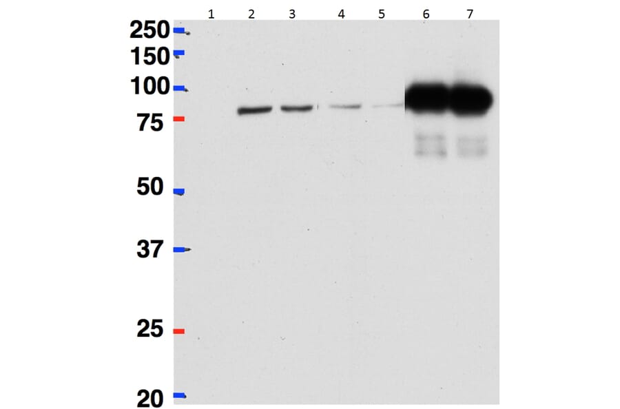 Western Blot - Anti-beta CstF-64 Variant 1 + 3 Antibody (A82473) - Antibodies.com