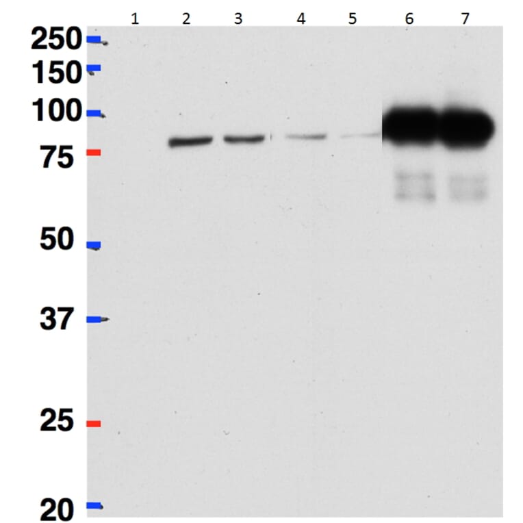 Western Blot - Anti-beta CstF-64 Variant 1 + 3 Antibody (A82473) - Antibodies.com