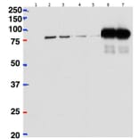 Western Blot - Anti-beta CstF-64 Variant 1 + 3 Antibody (A82473) - Antibodies.com