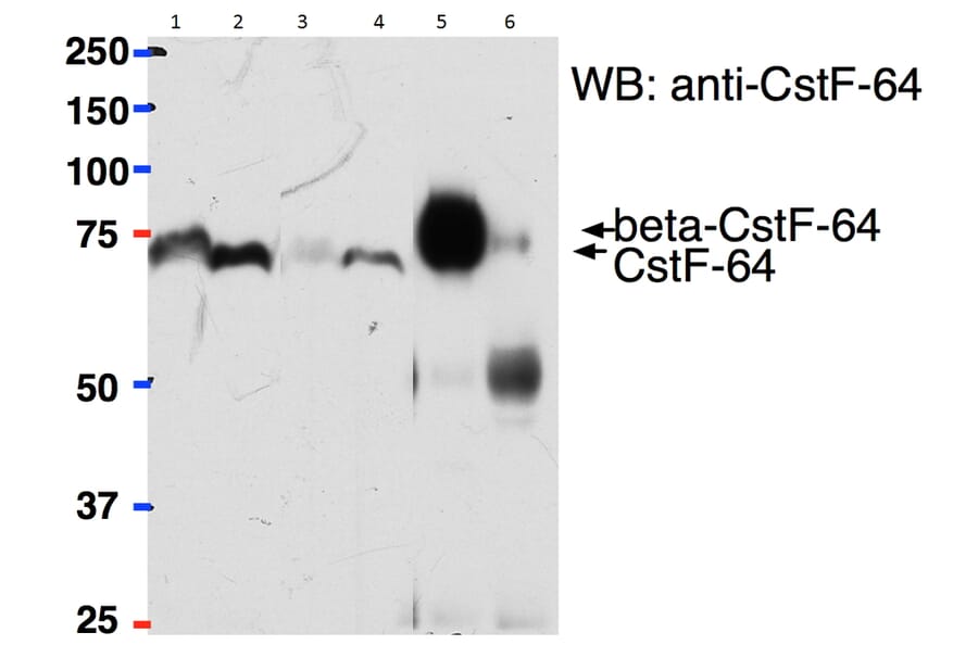 Western Blot - Anti-beta CstF-64 Variant 1 + 3 Antibody (A82473) - Antibodies.com