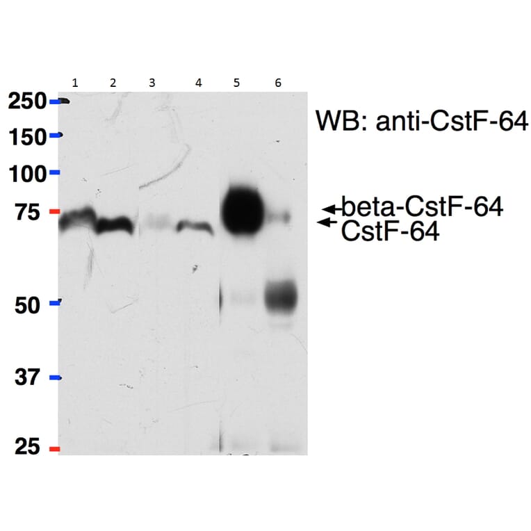 Western Blot - Anti-beta CstF-64 Variant 1 + 3 Antibody (A82473) - Antibodies.com
