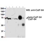 Western Blot - Anti-beta CstF-64 Variant 1 + 3 Antibody (A82473) - Antibodies.com
