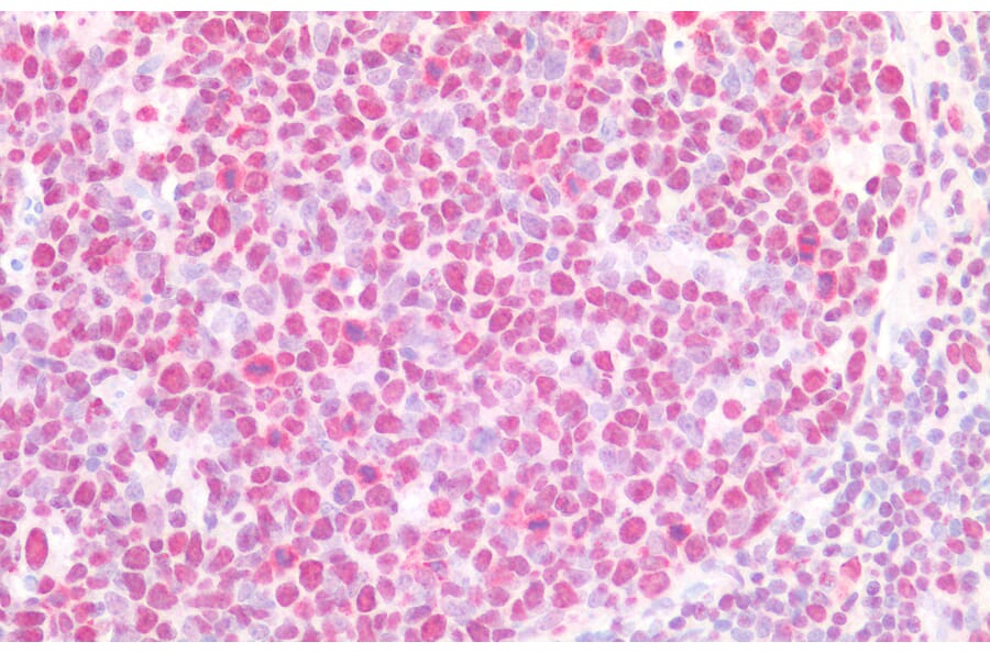 Immunohistochemistry - Anti-beta CstF-64 Variant 1 + 3 Antibody (A82473) - Antibodies.com