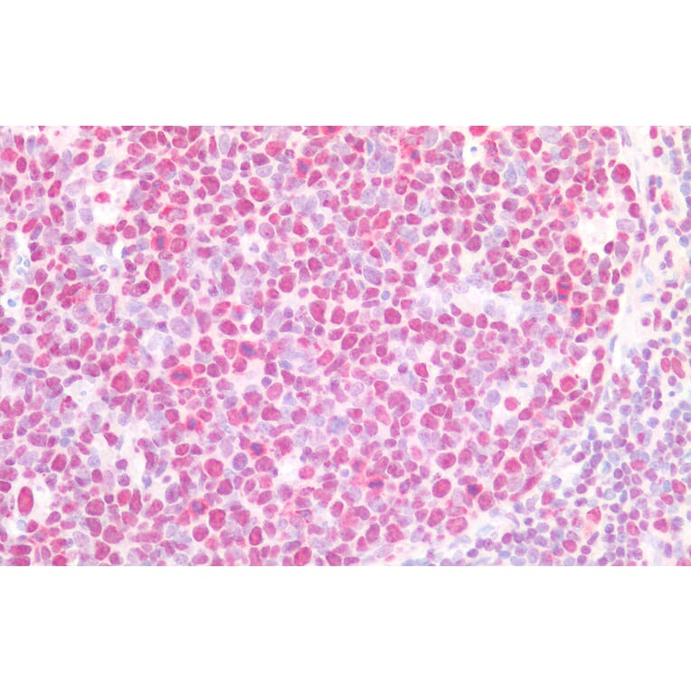 Immunohistochemistry - Anti-beta CstF-64 Variant 1 + 3 Antibody (A82473) - Antibodies.com