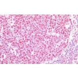 Immunohistochemistry - Anti-beta CstF-64 Variant 1 + 3 Antibody (A82473) - Antibodies.com