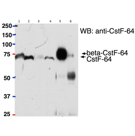 Western Blot - Anti-Cstf2 Antibody (A82473) - Antibodies.com