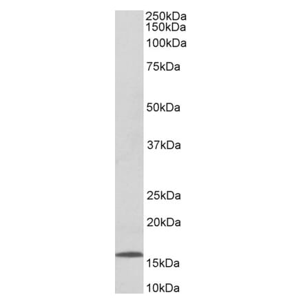 Western Blot - Anti-CCL21 Antibody (A82477) - Antibodies.com