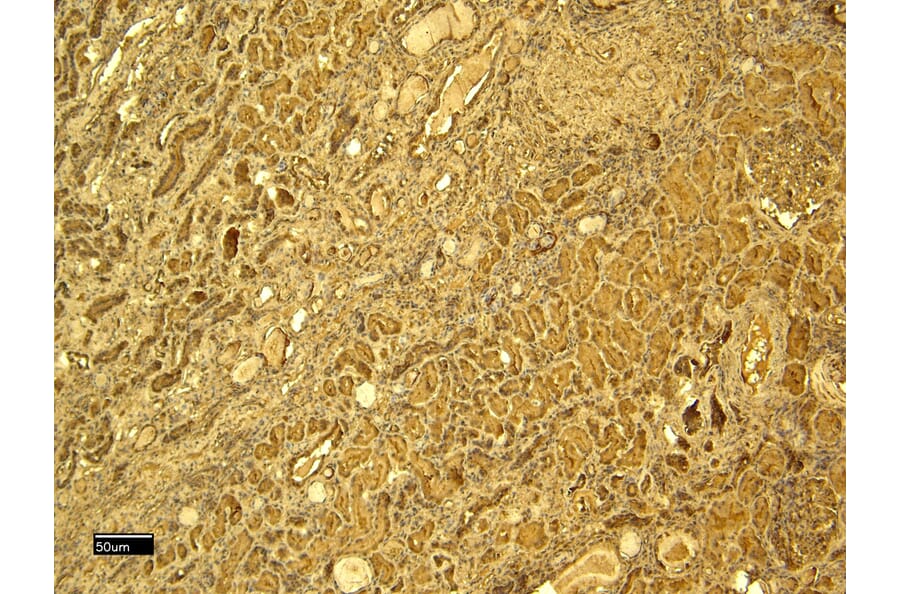 Immunohistochemistry - Anti-Glutathione Peroxidase 3/GPx-3 Antibody (A82478) - Antibodies.com