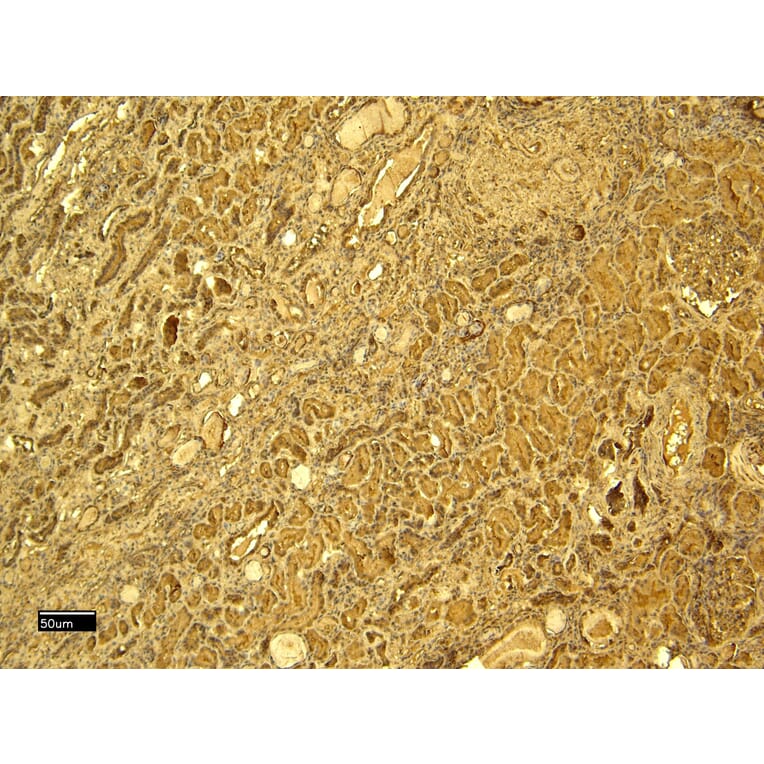 Immunohistochemistry - Anti-Glutathione Peroxidase 3/GPx-3 Antibody (A82478) - Antibodies.com