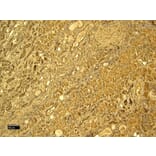 Immunohistochemistry - Anti-Glutathione Peroxidase 3/GPx-3 Antibody (A82478) - Antibodies.com