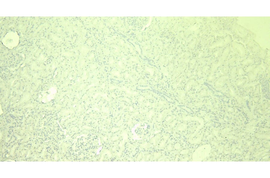 Immunohistochemistry - Anti-Glutathione Peroxidase 3/GPx-3 Antibody (A82478) - Antibodies.com