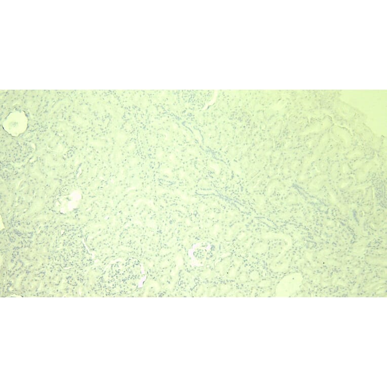 Immunohistochemistry - Anti-Glutathione Peroxidase 3/GPx-3 Antibody (A82478) - Antibodies.com