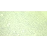 Immunohistochemistry - Anti-Glutathione Peroxidase 3/GPx-3 Antibody (A82478) - Antibodies.com