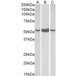 Western Blot - Anti-ALDH1A1 Antibody (A82479) - Antibodies.com