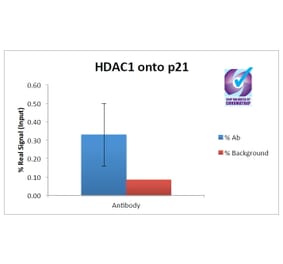 ChIP - Anti-HDAC1 Antibody (A82481) - Antibodies.com