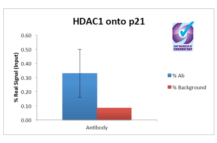 ChIP - Anti-HDAC1 Antibody (A82481) - Antibodies.com