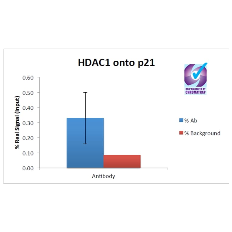 ChIP - Anti-HDAC1 Antibody (A82481) - Antibodies.com