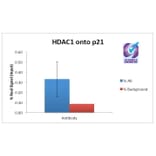 ChIP - Anti-HDAC1 Antibody (A82481) - Antibodies.com