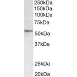 Western Blot - Anti-HDAC1 Antibody (A82481) - Antibodies.com