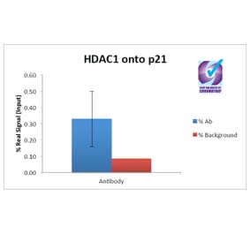 Chromatin Immunoprecipitation - Anti-Hdac1 Antibody (A82481) - Antibodies.com