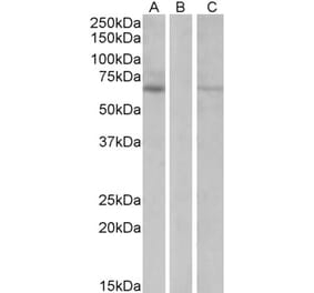 Western Blot - Anti-MKRN1 Antibody (A82482) - Antibodies.com