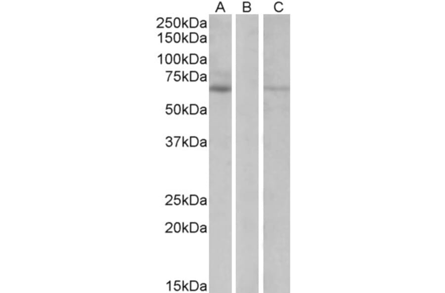 Western Blot - Anti-MKRN1 Antibody (A82482) - Antibodies.com
