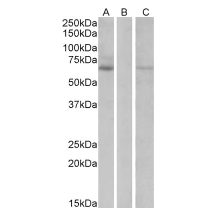 Western Blot - Anti-MKRN1 Antibody (A82482) - Antibodies.com