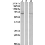 Western Blot - Anti-MKRN1 Antibody (A82482) - Antibodies.com
