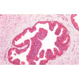 Immunohistochemistry - Anti-VCP Antibody (A82483) - Antibodies.com