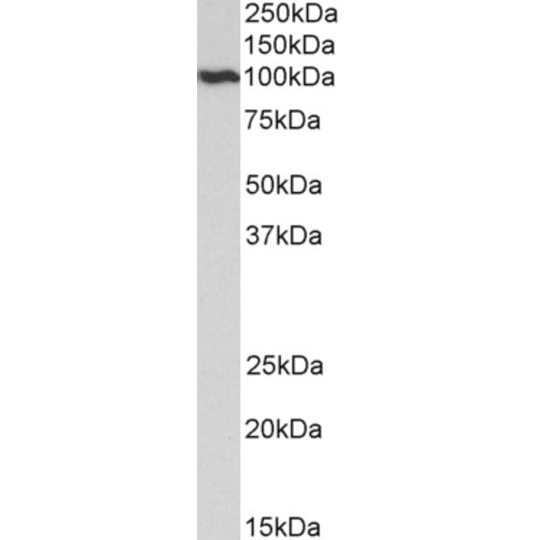 Western Blot - Anti-VCP Antibody (A82484) - Antibodies.com