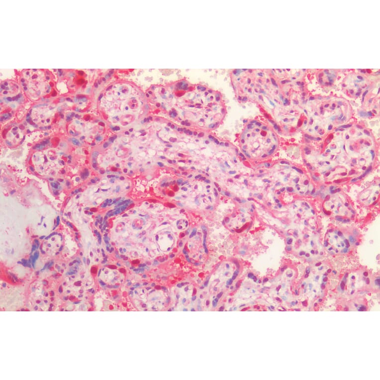 Immunohistochemistry - Anti-VCP Antibody (A82484) - Antibodies.com