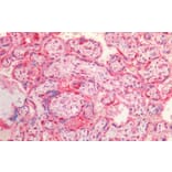 Immunohistochemistry - Anti-VCP Antibody (A82484) - Antibodies.com