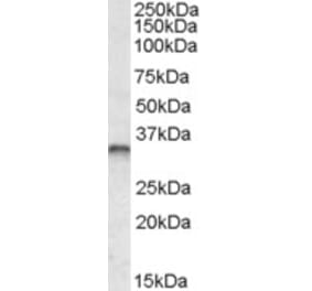 Western Blot - Anti-JunB Antibody (A82485) - Antibodies.com