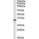 Western Blot - Anti-JunB Antibody (A82485) - Antibodies.com