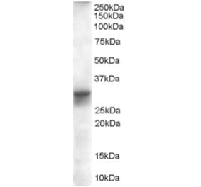 Western Blot - Anti-FHL1 Antibody (A82486) - Antibodies.com